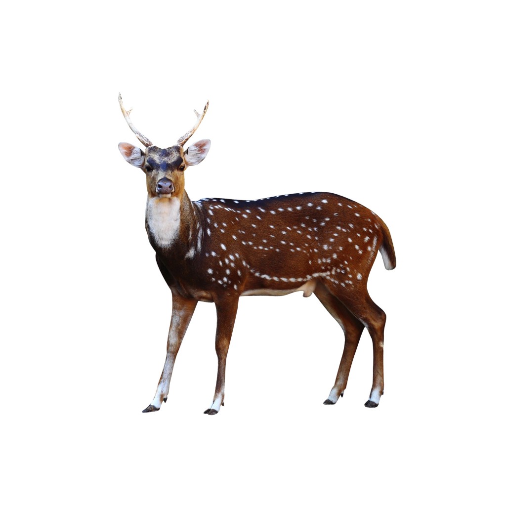 Axis deer on a white background