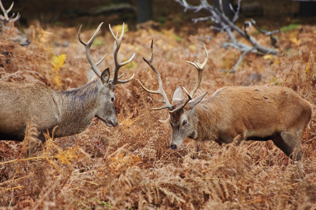 Red deer stags jousting with antlers in Autumn Fall forest meado Best