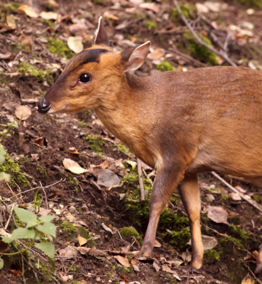 Muntjac Doe Best Deer Call