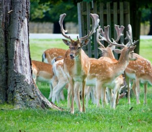 Fallow herd