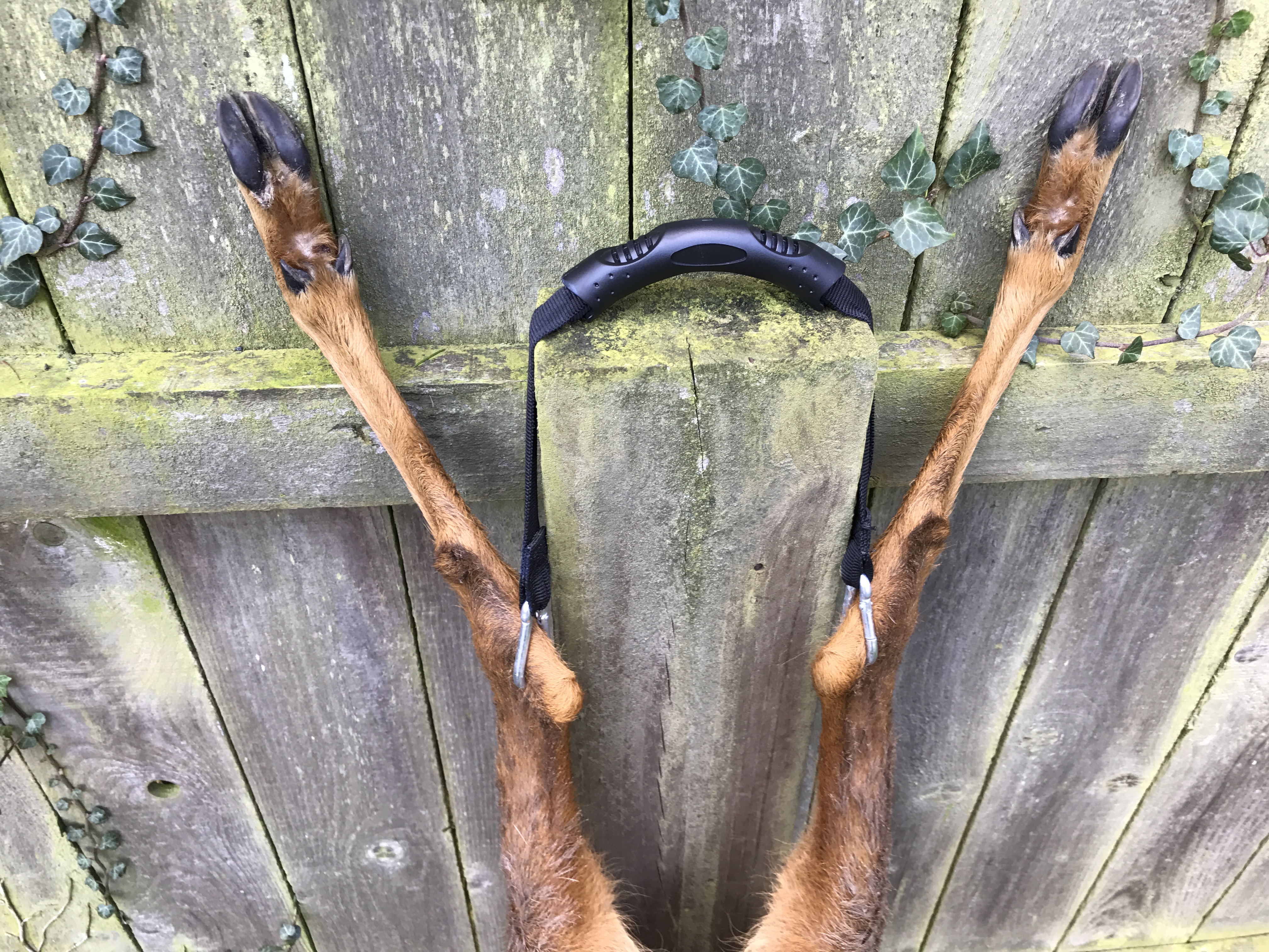 IMG_2942 Best Deer Call